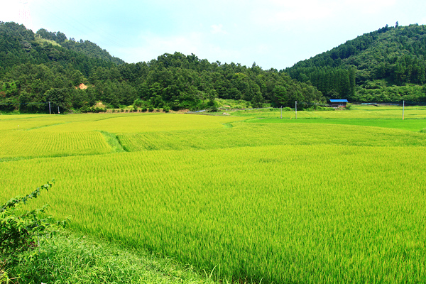 産地