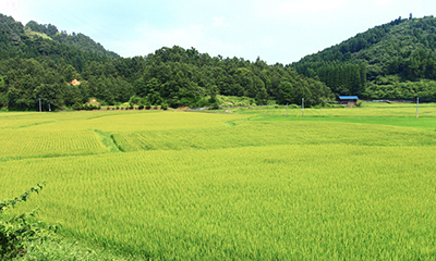 産地